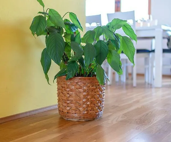 Skroza * Водице